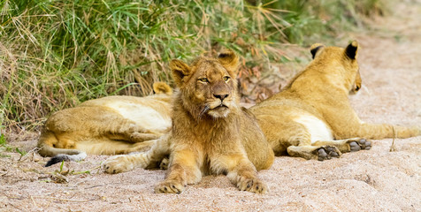  African Lion in a South African Game Reserve