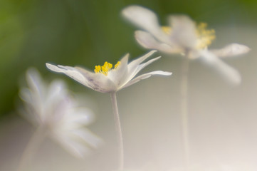 Springtime, the perfect season to photograph wood anemones - Anemone nemorosa