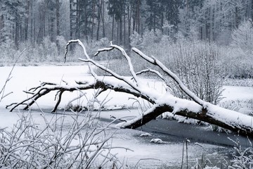 Zimowy las  © Iwona