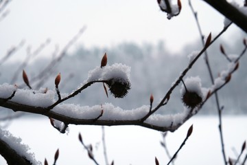 Zimowy las  © Iwona