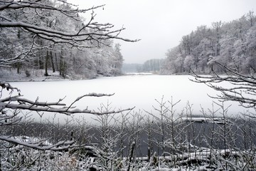 Zimowy las  © Iwona