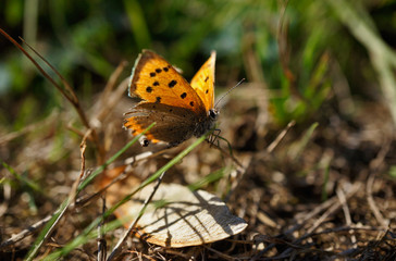 Schmetterlinge Deutschlands - kleiner Feuerfalter
