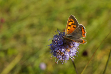 Schmetterlinge Deutschlands - kleiner Feuerfalter