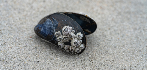 Miesmuschel mit Seepocken