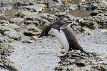 Gentoo penguin going on beach in Antarctica