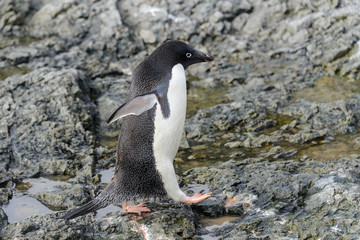 Adelie penguin standing on beach in Antarctica