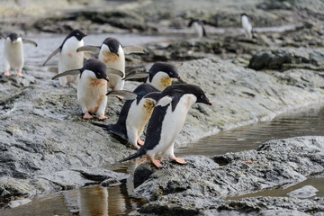 Group of adelie penguins on beach in Antarctica