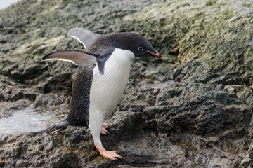 Adelie penguin standing on beach in Antarctica