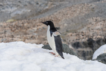 Fototapeta premium Adelie penguin standing on beach in Antarctica
