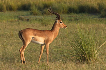 Naklejka na ściany i meble Impala antelopes in Chobe National park in Botswana in Africa