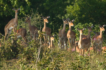 Impala antelopes in Chobe National park in Botswana in Africa