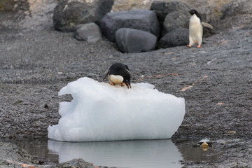 Adelie penguin standing on ice in Antarctica