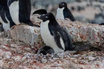 Obraz premium Adelie penguin with chicks in nest in Antarctica