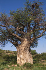 Fototapeta na wymiar Baobab tree in in South Africa