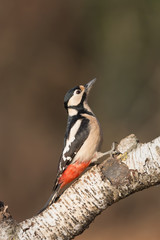 Picchio rosso maggiore femmina (Dendrocopos major)