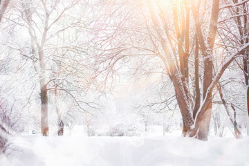 Winter landscape. Forest under the snow. Winter in the park.