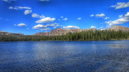 Lake and Pine Forest