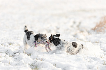 Two Jack Russell Terrier playing in winter on an meadow in snow