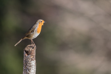 Il pettirosso (Erithacus rubecula)