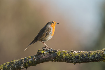 Il pettirosso (Erithacus rubecula)