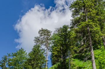baeume und wolken am himmel