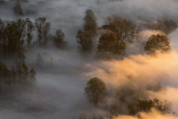 Alba sulla foresta con nebbia