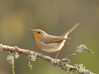 >Rotkehlchen auf Ast
