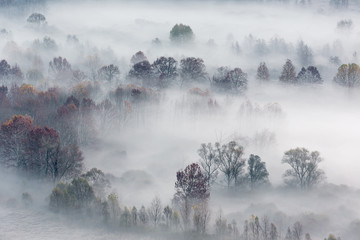 Panorama sulla foresta con nebbia all'alba, Italia