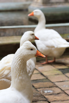 White Goose enjoying for walking in garden. Domestic goose. Goose farm. Home goose.