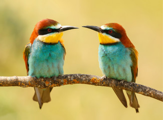 Beautiful kiss with a couple of bee-eaters