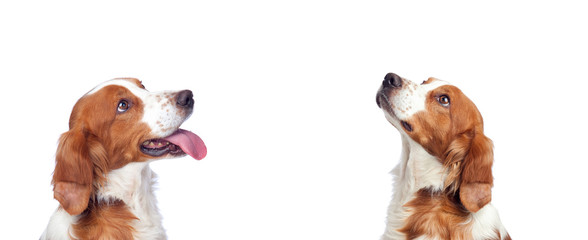 Mooi portret van twee honden die omhoog kijken