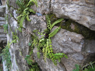 Unusual interesting plants grow on the stone wall of the house.