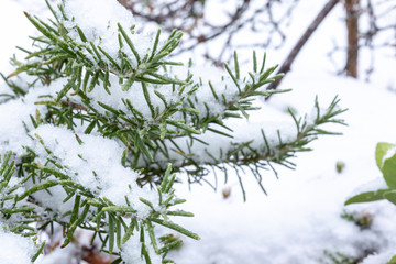 Detail von einem Rosmarinzweig im Schnee