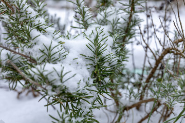 Rosmarin im Wintermit Schneee bedeckt