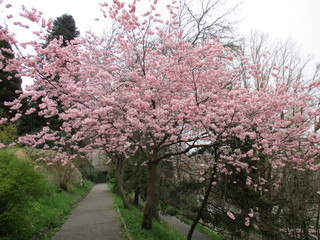 fotos de plantas varias naturaleza