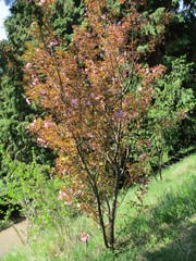 fotos de plantas varias naturaleza 