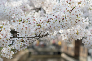 Cherry blossom in Kyoto, Japan