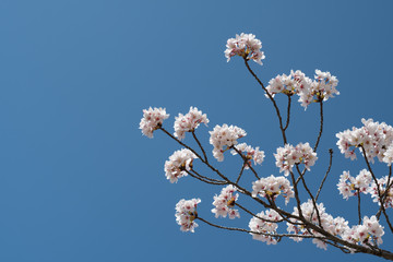 Cherry blossom in Kyoto, Japan