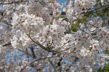 Cherry blossom in Kyoto, Japan