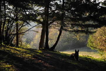Fototapeta premium Belgischer Schäferhund Malinois wartend und wachend im Wald