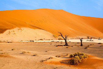 Fototapeta na wymiar Desert landscape with orange sand dunes and dead dry trees on bright blue sky background, Naukluft National Park Namib Desert, Namibia, Southern Africa