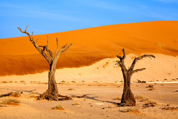Two dead dry trees on orange sand dunes and bright blue sky background, Naukluft National Park Namib Desert, Namibia, Southern Africa