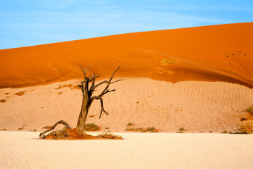 Dead dry camel torn tree on orange sand dunes and bright blue sky background, Naukluft National...