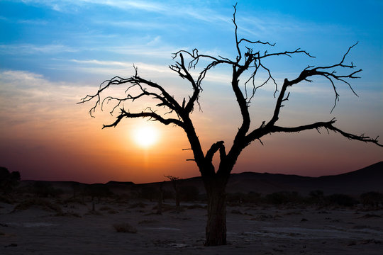 Beautiful sunset landscape, dry tree branches silhouette in the desert on bright blue, purple, red colors sky and white clouds background in Sossusvlei, Namibia