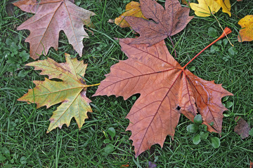 fallen maple leaves in autumn colors on a grass lawn 