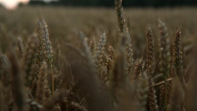 Dolly shot/ Tracking along a wheat field, with a close look on the wheat head / wheat ear. Cereal Field