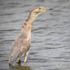Black crowned Night Heron juvenile
