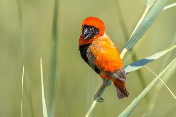 Southern Red Bishop in reed