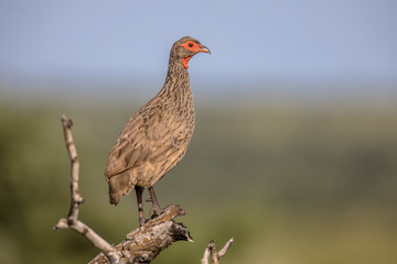 Swainsons Spurfowl on lookout