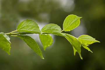 Fototapeta na wymiar fresh green leaf on a spring day